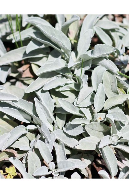 Сизе листя вероніки